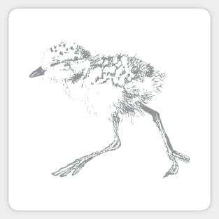 Baby Plover Sticker